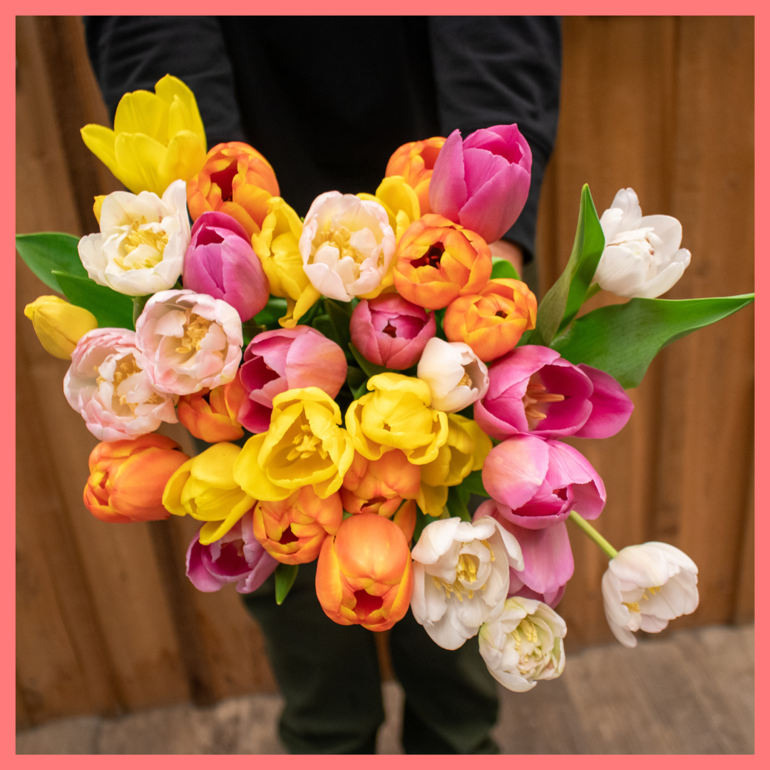 The Totally Tulips bouquet includes mixed stems of colorful California-grown tulips! Please note that as flowers are a live product, colors and varieties may vary from the photos shown to provide you with the freshest, most seasonal, and most beautiful bouquet.