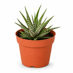 Striped Beauty Succulent - Indoor Plant
