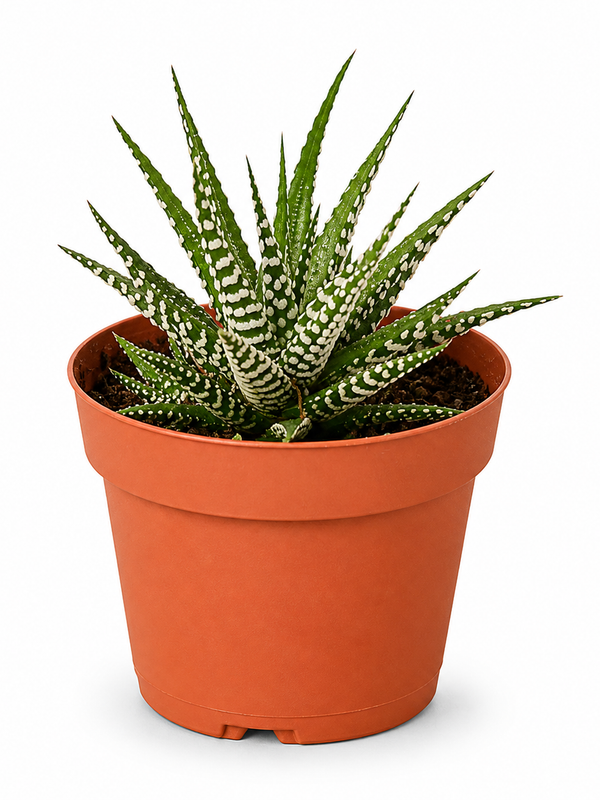 Striped Beauty Succulent - Indoor Plant