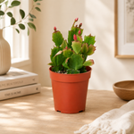 Zygocactus Christmas Cactus