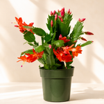 Zygocactus Christmas Cactus