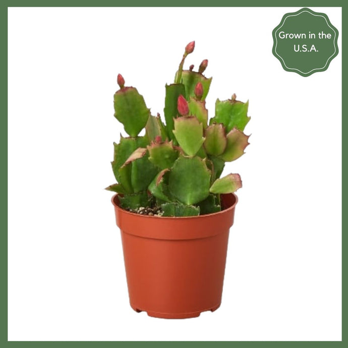 Zygocactus Christmas Cactus