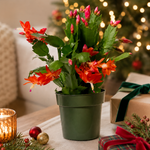 Zygocactus Christmas Cactus