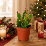 Zygocactus Christmas Cactus