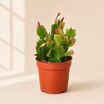 Zygocactus Christmas Cactus