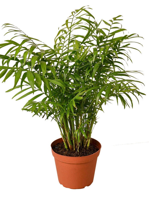 Parlor Palm - 6" Pot - NURSERY POT ONLY