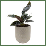 The Gracie - Indoor Plant