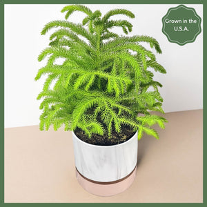 Mini Xmas Tree