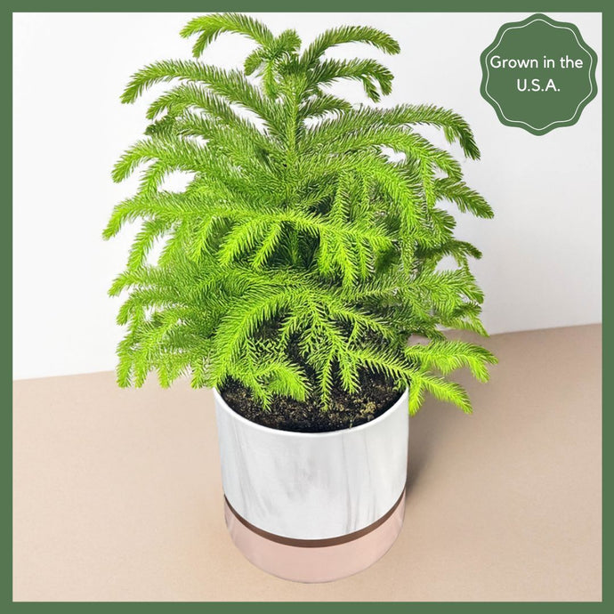 Mini Xmas Tree