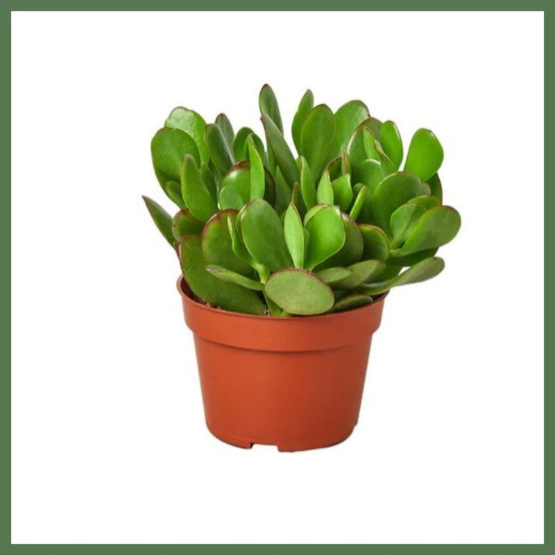 Crassula Jade Succulent - Indoor Plant