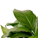 Peace Lily Plant