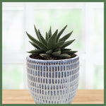 Miami Vibes - Indoor Plant