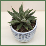 Miami Vibes - Indoor Plant