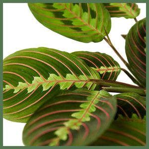 The Danny, a Maranta Red Prayer Plant, is a beautiful, evergreen perennial native to South and Central. This unique plant has a&nbsp;tint of purplish-red on the undersides of the leaves. The plant responds to light, as its leaves are flat during the day to maximize sun intake, and they point upward at night to maintain moisture. Their position at night looks as if they are praying, hence the plant's name!&nbsp;