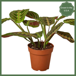 The Danny, a Maranta Red Prayer Plant, is a beautiful, evergreen perennial native to South and Central. This unique plant has a&nbsp;tint of purplish-red on the undersides of the leaves. The plant responds to light, as its leaves are flat during the day to maximize sun intake, and they point upward at night to maintain moisture. Their position at night looks as if they are praying, hence the plant's name!&nbsp;