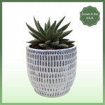 Miami Vibes - Indoor Plant