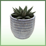 Miami Vibes - Indoor Plant