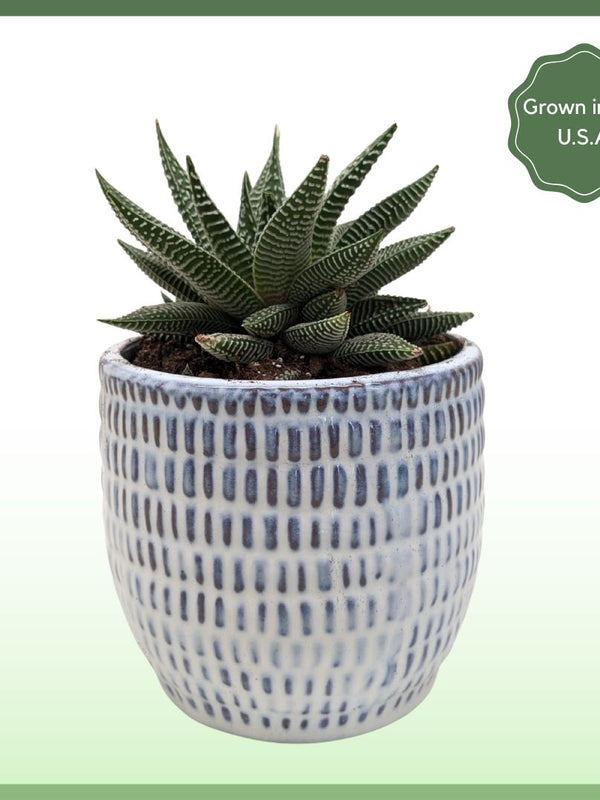 Miami Vibes - Indoor Plant