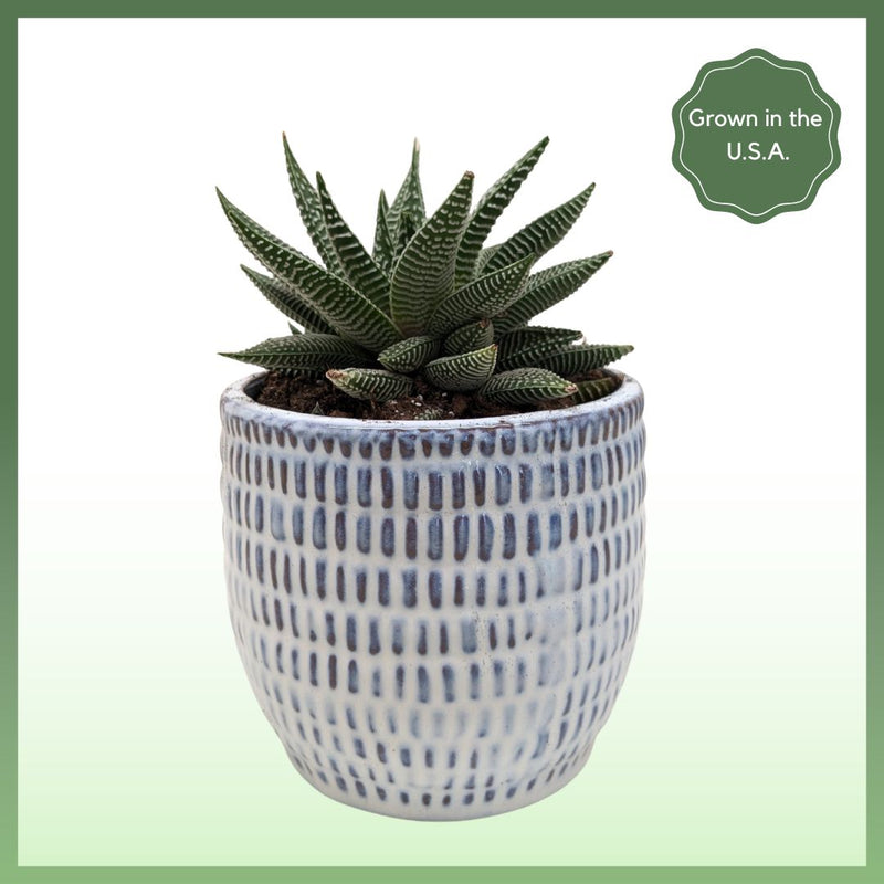 Miami Vibes - Indoor Plant