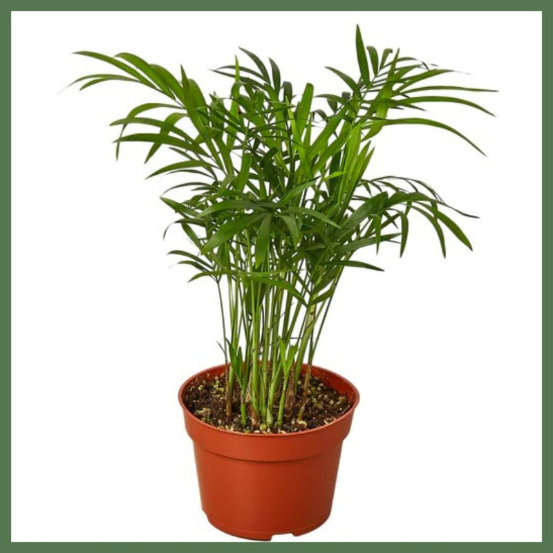 Parlor Palm - 6" Indoor Plant