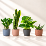 Four houseplants including snake plants and pothos in colorful ceramic planters
