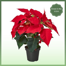 Load image into Gallery viewer, Red Poinsettia Plant
