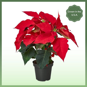 Red Poinsettia Plant