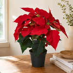 Red Poinsettia Plant