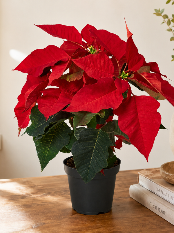 Red Poinsettia Plant