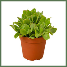 Load image into Gallery viewer, The Ripple
