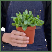 Load image into Gallery viewer, The Ripple
