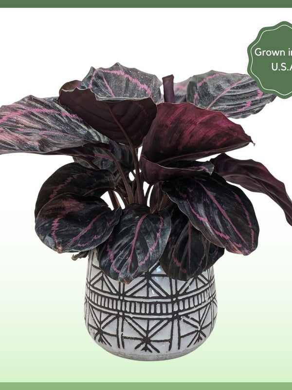 The Callie - Indoor Plant