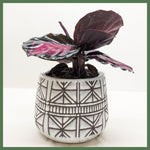 The Callie - Indoor Plant