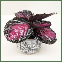 Load image into Gallery viewer, The Callie Plant
