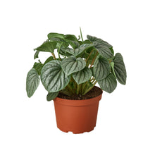 Load image into Gallery viewer, Peperomia &#39;Frost&#39;
