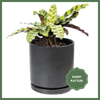 ReVased plants make you feel good. By selecting the Greenhouse Choice plant, you will receive a surprise 4