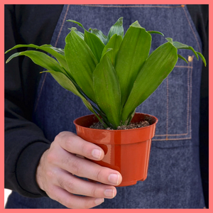 3 Month Subscription - Plants