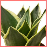 Snake Plant - Indoor Plant in Nursery Pot
