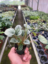 Load image into Gallery viewer, Peperomia &#39;Frost&#39;
