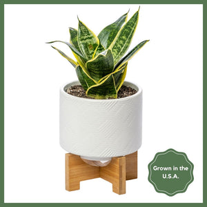 Greenhouse Choice - Surprise Plant