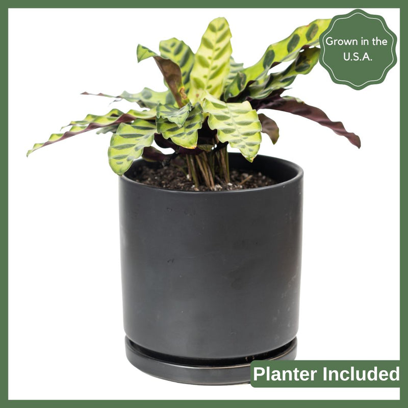 Sweetest Rattlesnake - Indoor Plant