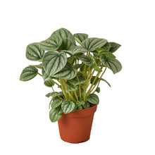 Load image into Gallery viewer, Peperomia &#39;Frost&#39;
