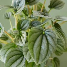 Load image into Gallery viewer, Peperomia &#39;Frost&#39;
