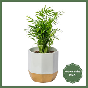 Greenhouse Choice - Surprise Plant
