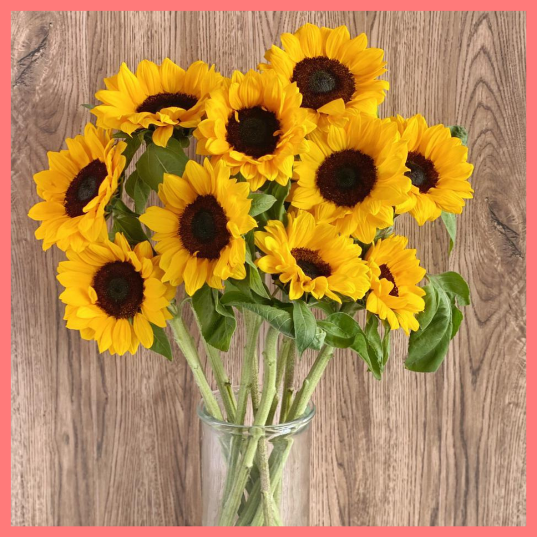 Order the Sun For Days flower bouquet! The Sun For Days bouquet is our first single stem bouquet! Enjoy a premium bouquet of only sunflowers! Please note that as flowers are a live product, sunflower varieties may slightly vary from the photos shown to provide you with the freshest and most beautiful bouquet.