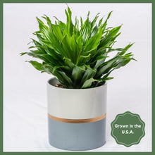 Load image into Gallery viewer, Plant Subscription - 6 Months
