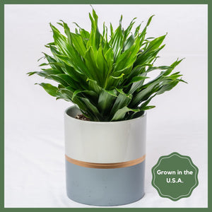 Plant Subscription - 6 Months