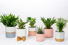 Load image into Gallery viewer, ReVased 3 Month Plant Subscription

