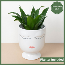 Load image into Gallery viewer, The Face Planter
