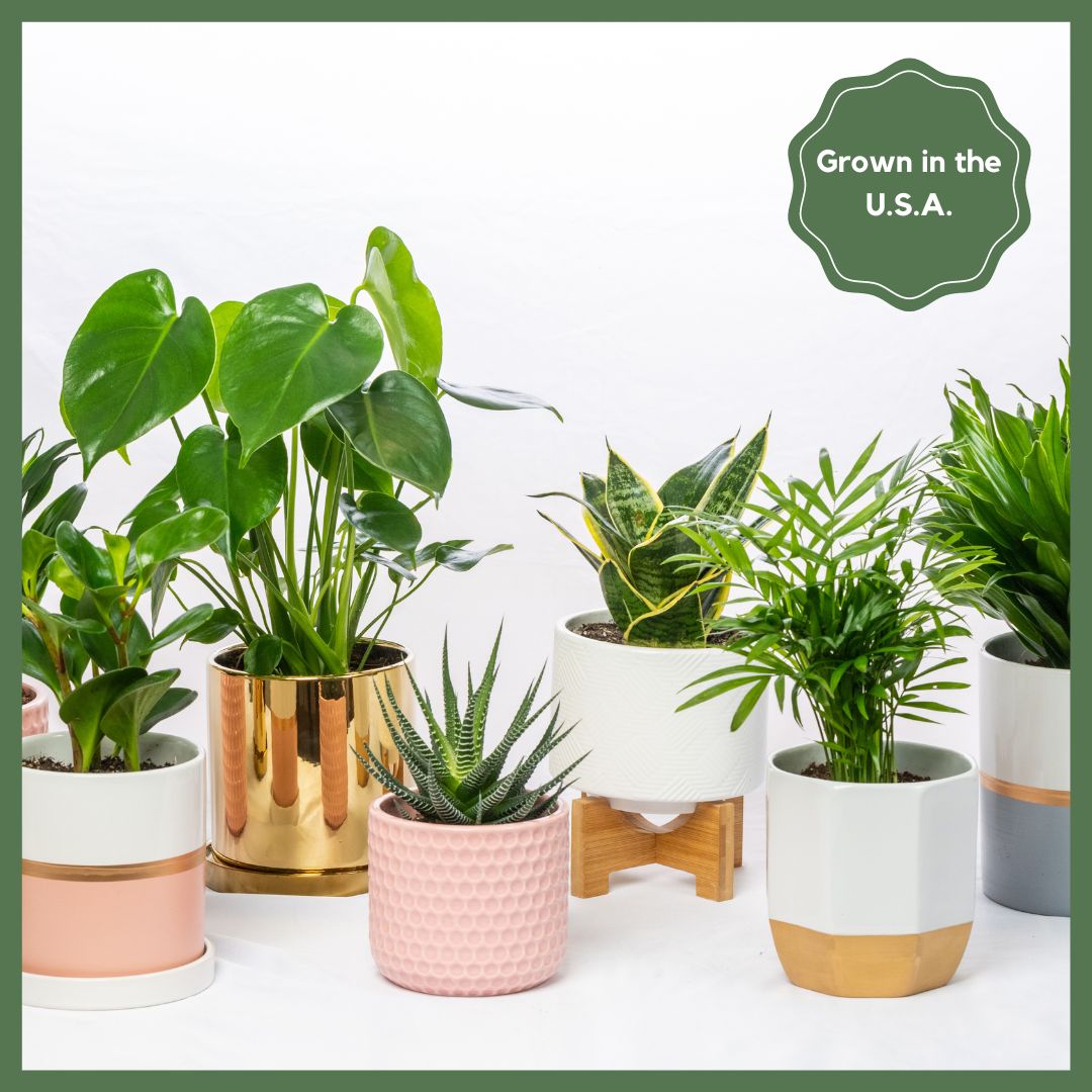 Plant Subscription - 6 Months